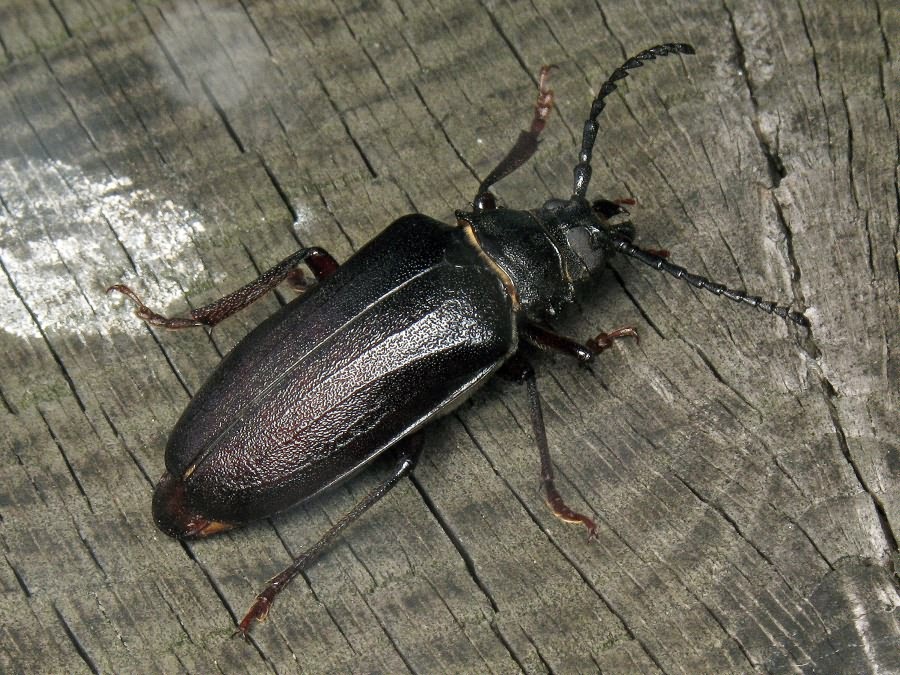 Prionus coriarius (Linnaeus, 1758)